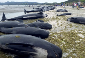 Hundreds of whales wash up dead on New Zealand beach 